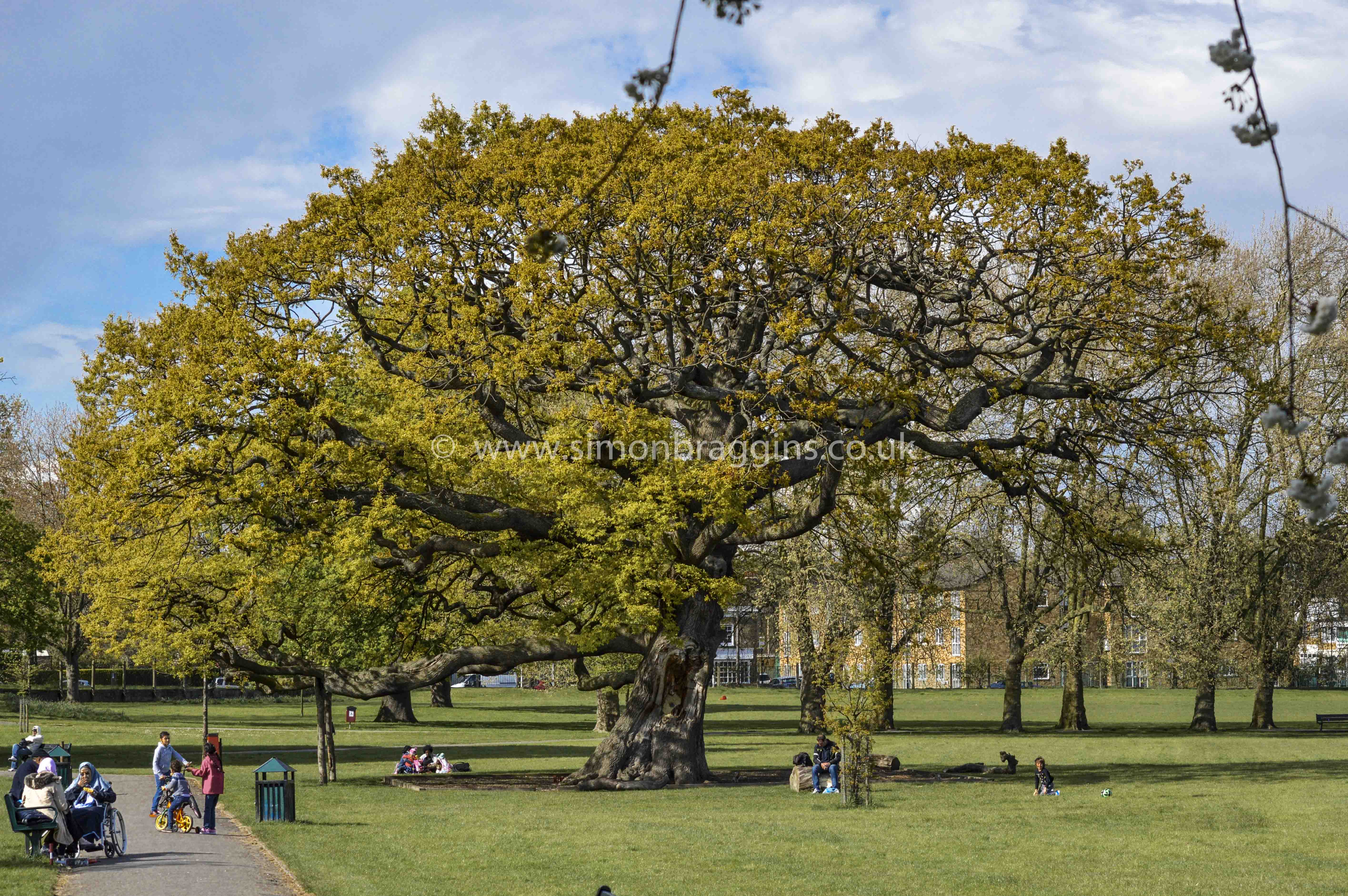 Bruce Castle Park, 450 year old oak tree